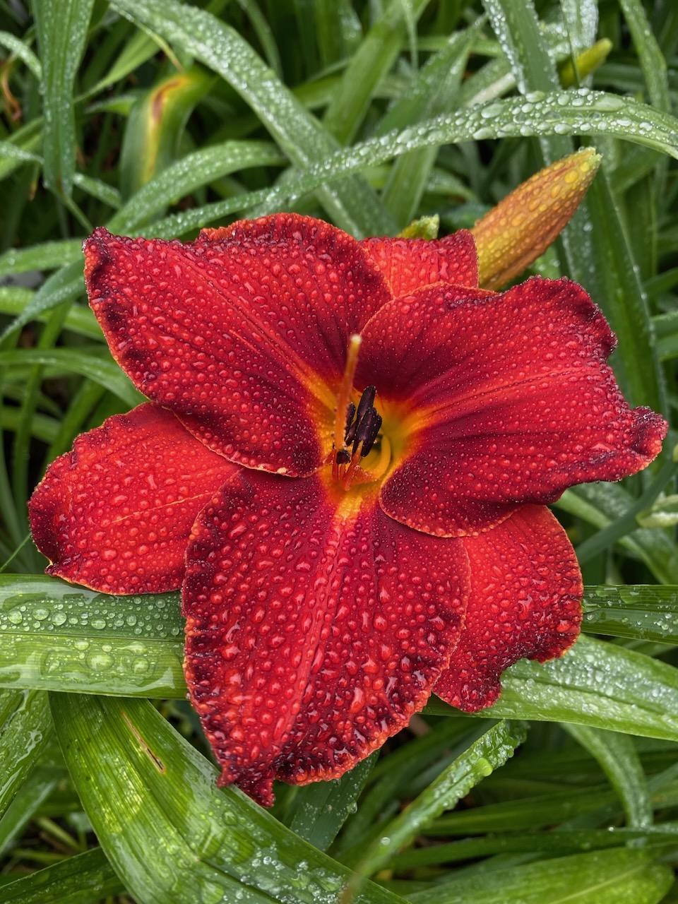Photo of Daylily (Hemerocallis 'Hot Tamales and Red Hots') uploaded by Wissenssucher