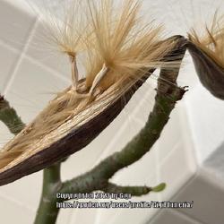 Location: My garden in Tampa, Florida
Date: 2023-01-22
Seeds, getting ready to escape from the pods. Outdoor, these seed