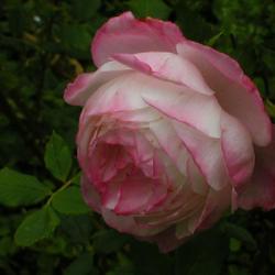 Location: In my garden in Oklahoma City, OK
Date: 2019-06-13
Rosa 'Heritage'