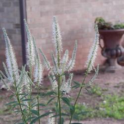 Location: In my garden in Oklahoma City, OK
Date: 2019-06-07
Culver's Root