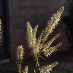 Location: In my garden in Oklahoma City, OK
Date: 2020-06-07
Culver's  Root bloom spikes