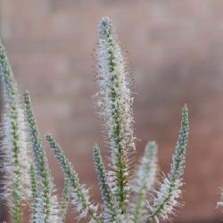 Location: In my garden in Oklahoma City, OK
Date: 2019-06-07
Culver's Root