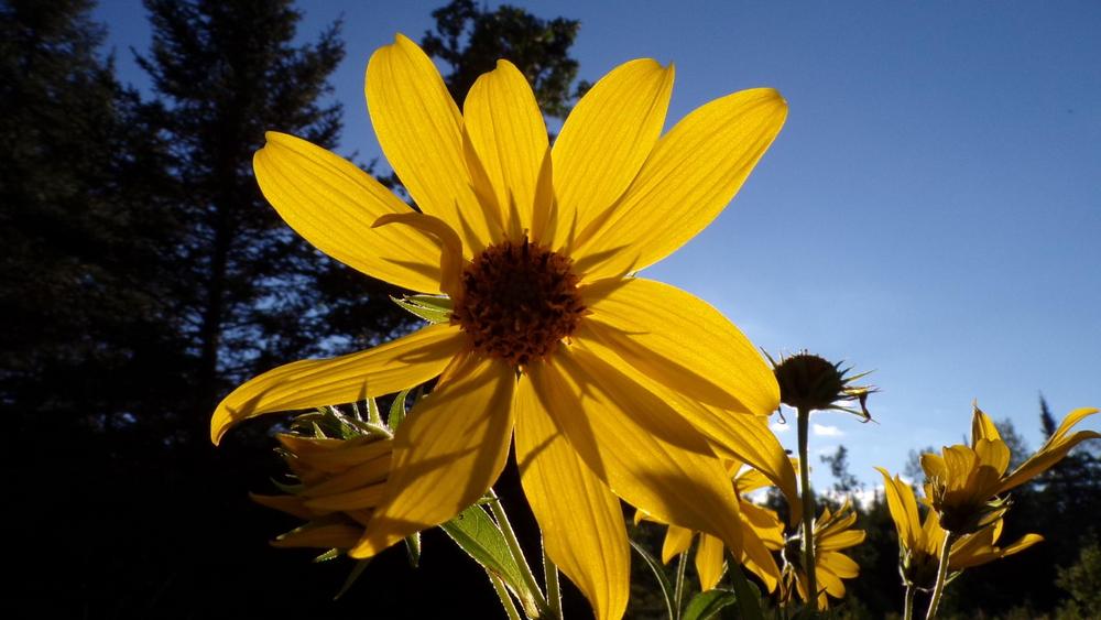 Photo of Sunflower (Helianthus divaricatus) uploaded by HannahsGarden