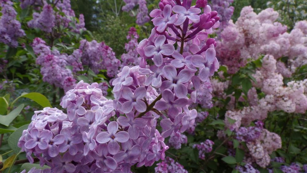 Photo of Common Lilac (Syringa vulgaris) uploaded by HannahsGarden