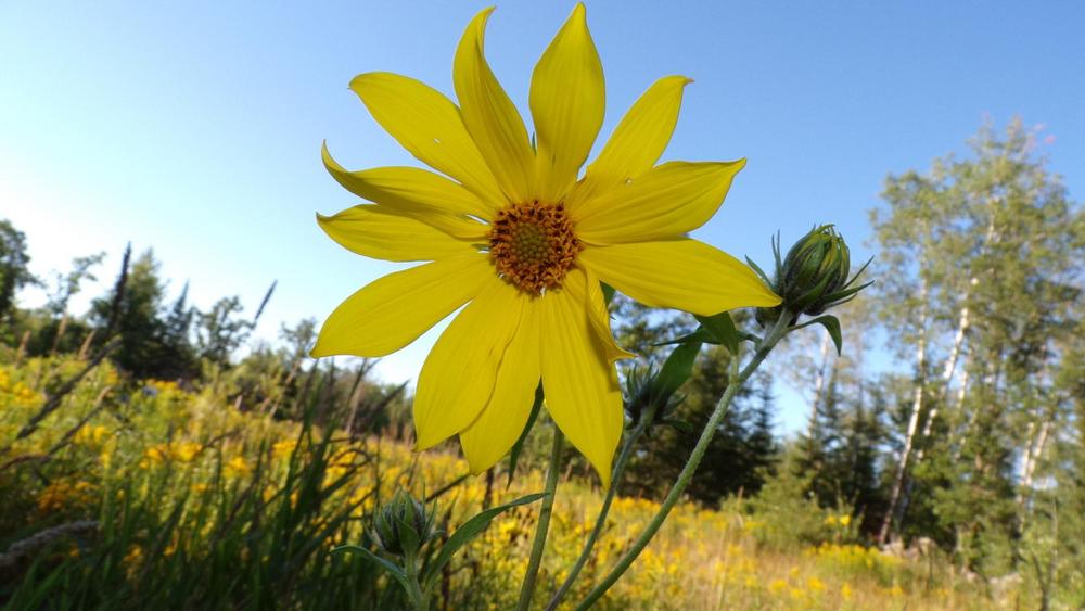 Photo of Sunflower (Helianthus divaricatus) uploaded by HannahsGarden