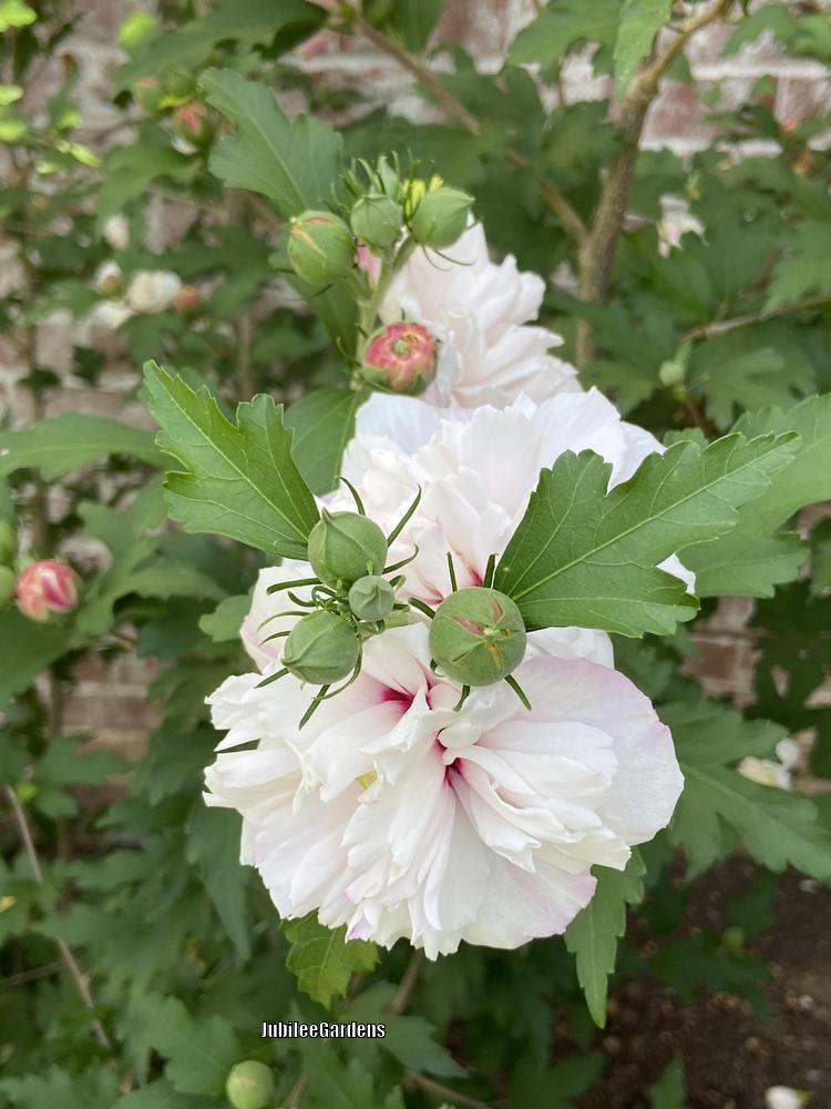 Photo of Rose of Sharon (Hibiscus syriacus 'Blushing Bride') uploaded by JubileeGardens