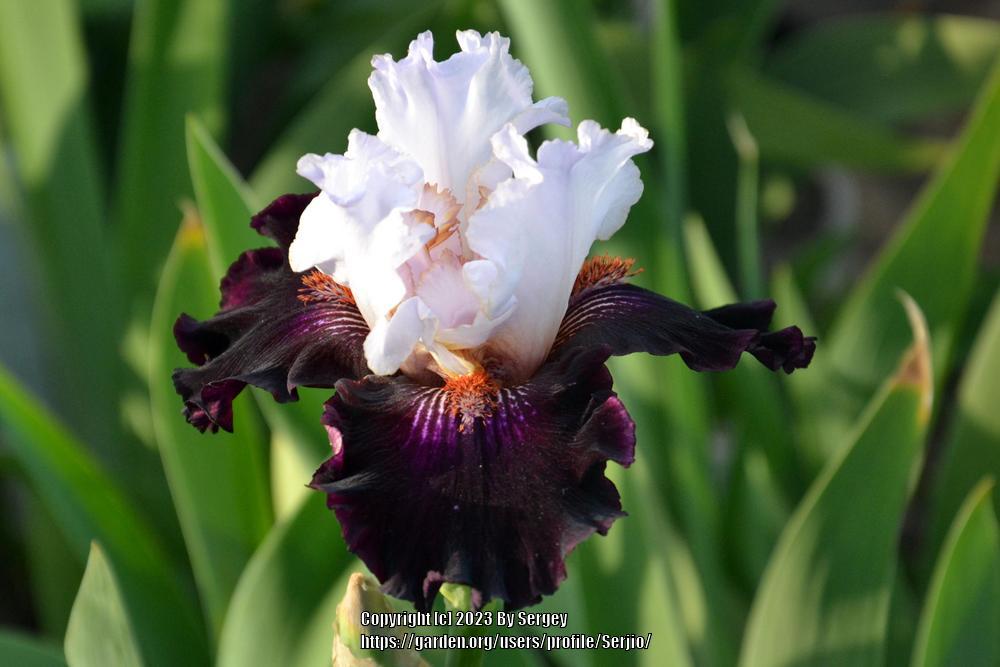 Photo of Tall Bearded Iris (Iris 'Starring') uploaded by Serjio