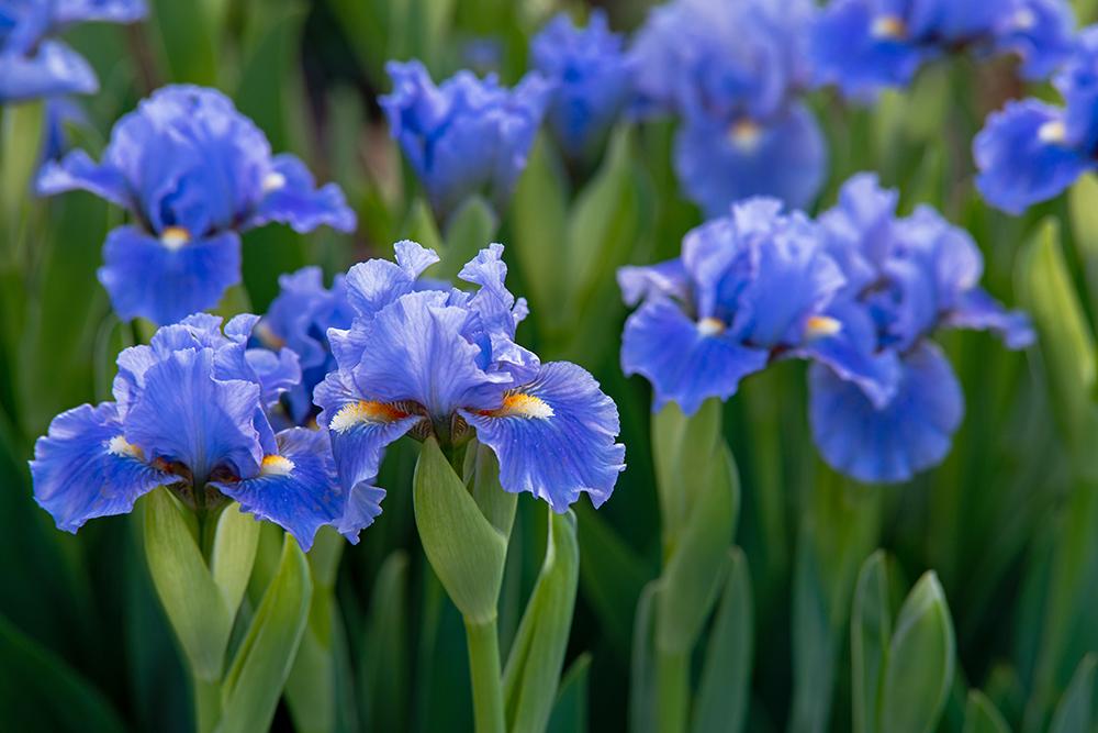 Photo of Standard Dwarf Bearded Iris (Iris 'Sky of Blue') uploaded by dirtdorphins