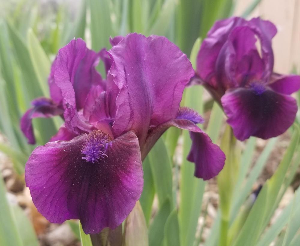 Photo of Standard Dwarf Bearded Iris (Iris 'Bloodspot') uploaded by ldenton9