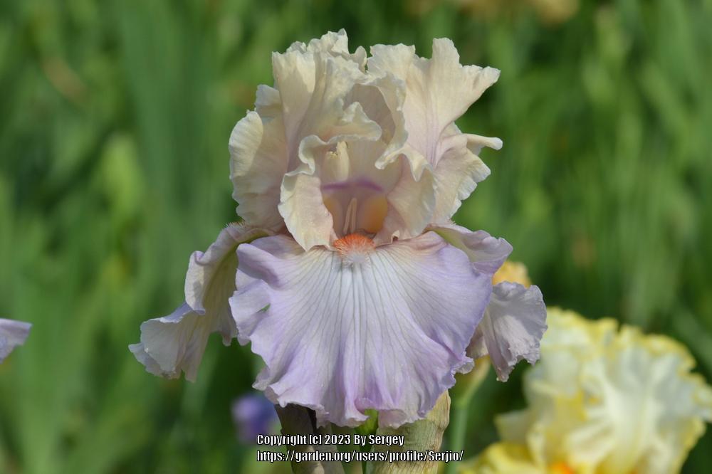 Photo of Tall Bearded Iris (Iris 'Softly Waiting') uploaded by Serjio