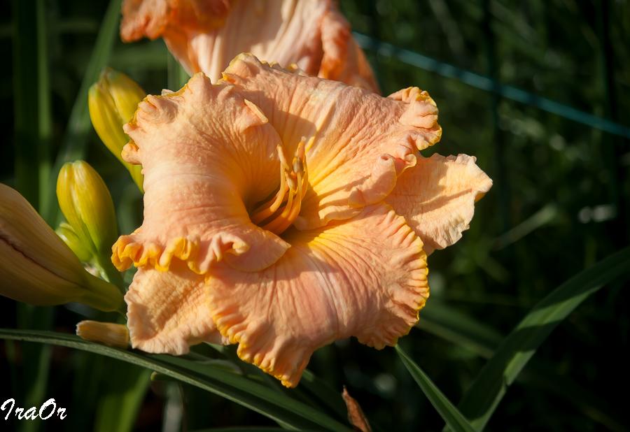 Photo of Daylily (Hemerocallis 'Spacecoast Tropical Passion') uploaded by IraOr