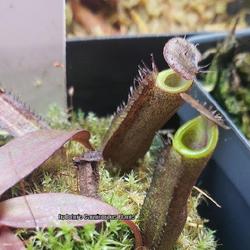 Location: Used with permission from John's Carnivorous Plants. Plants for sale: https://johnscarnivorousplants.com/