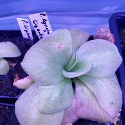 Location: Used with permission from Carnivorous Greenhouse. Plants for sale: https://carnivorousgreenhouse.com/
Variegated hybrid