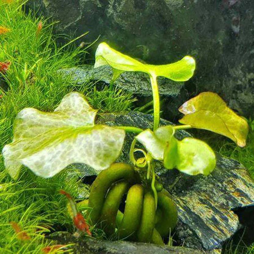 Photo of Banana Plant (Nymphoides aquatica) uploaded by HannahsGarden
