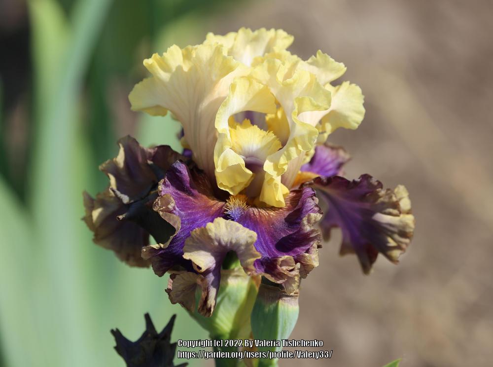 Photo of Tall Bearded Iris (Iris 'Foreign Agent') uploaded by Valery33