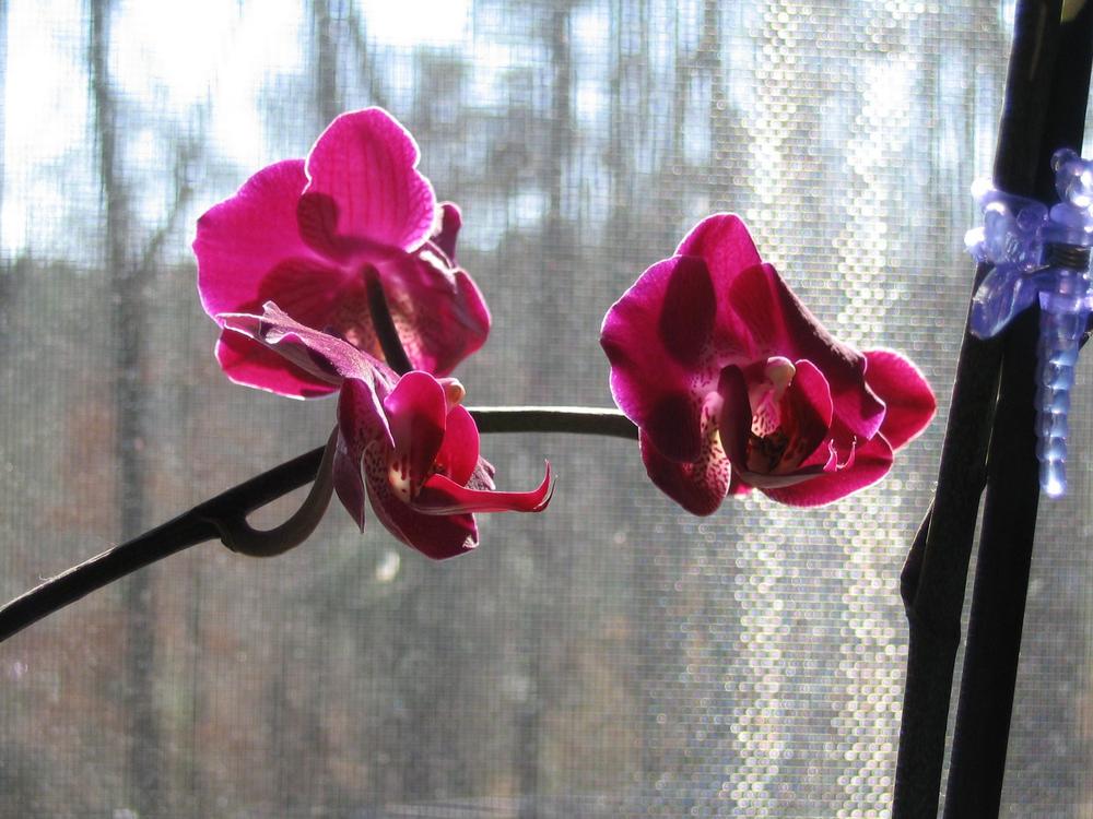 Photo of Moth Orchid (Phalaenopsis) uploaded by 2Dogsmother