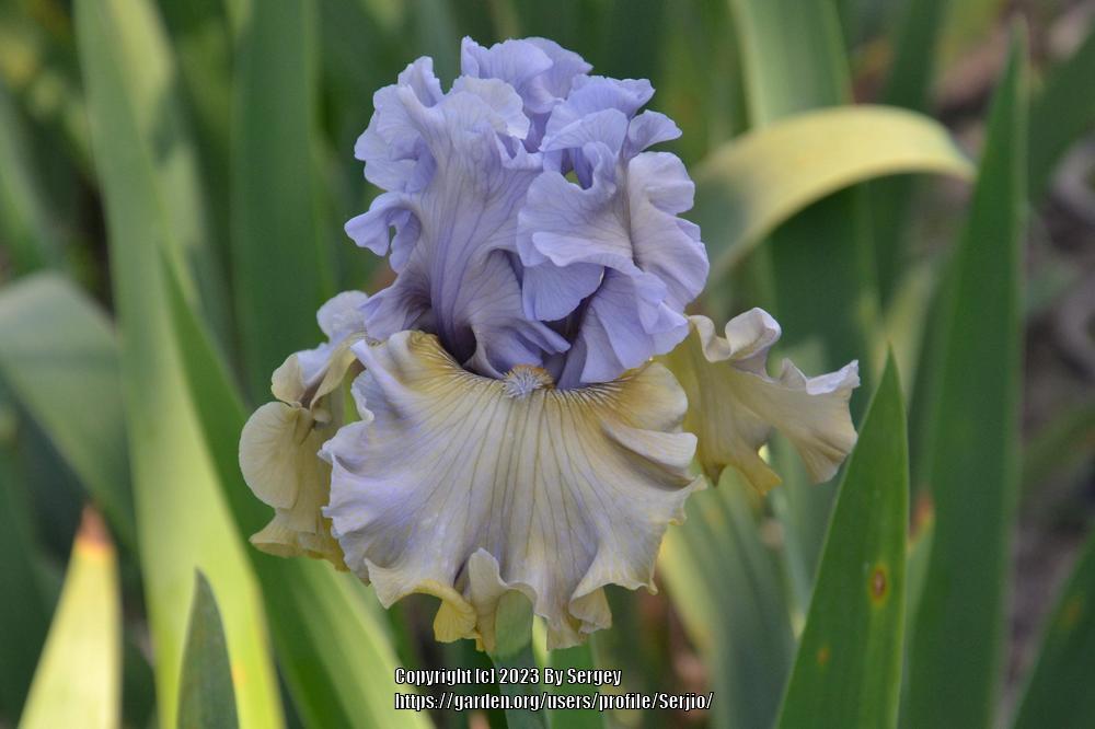 Photo of Tall Bearded Iris (Iris 'Sergey') uploaded by Serjio