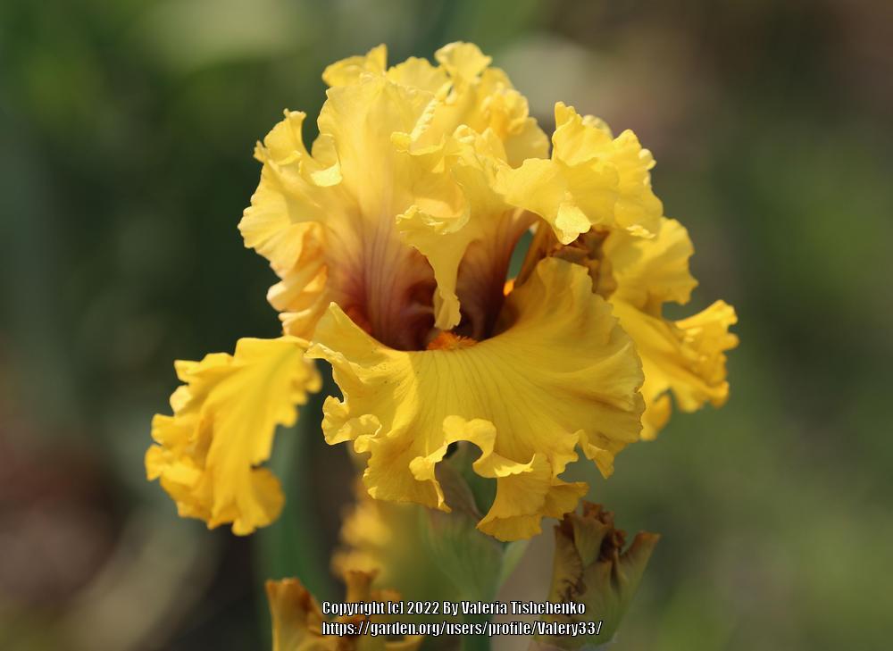 Photo of Tall Bearded Iris (Iris 'Gathering Gold') uploaded by Valery33