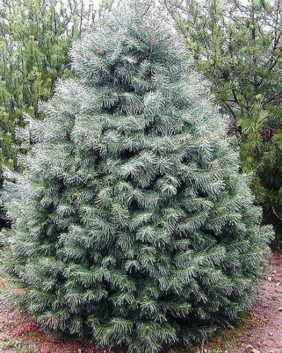 Photo of White Fir (Abies concolor 'Candicans') uploaded by Joy