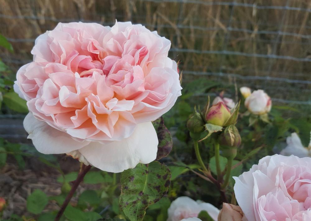 Photo of English Shrub Rose (Rosa 'Evelyn') uploaded by LolaTasmania