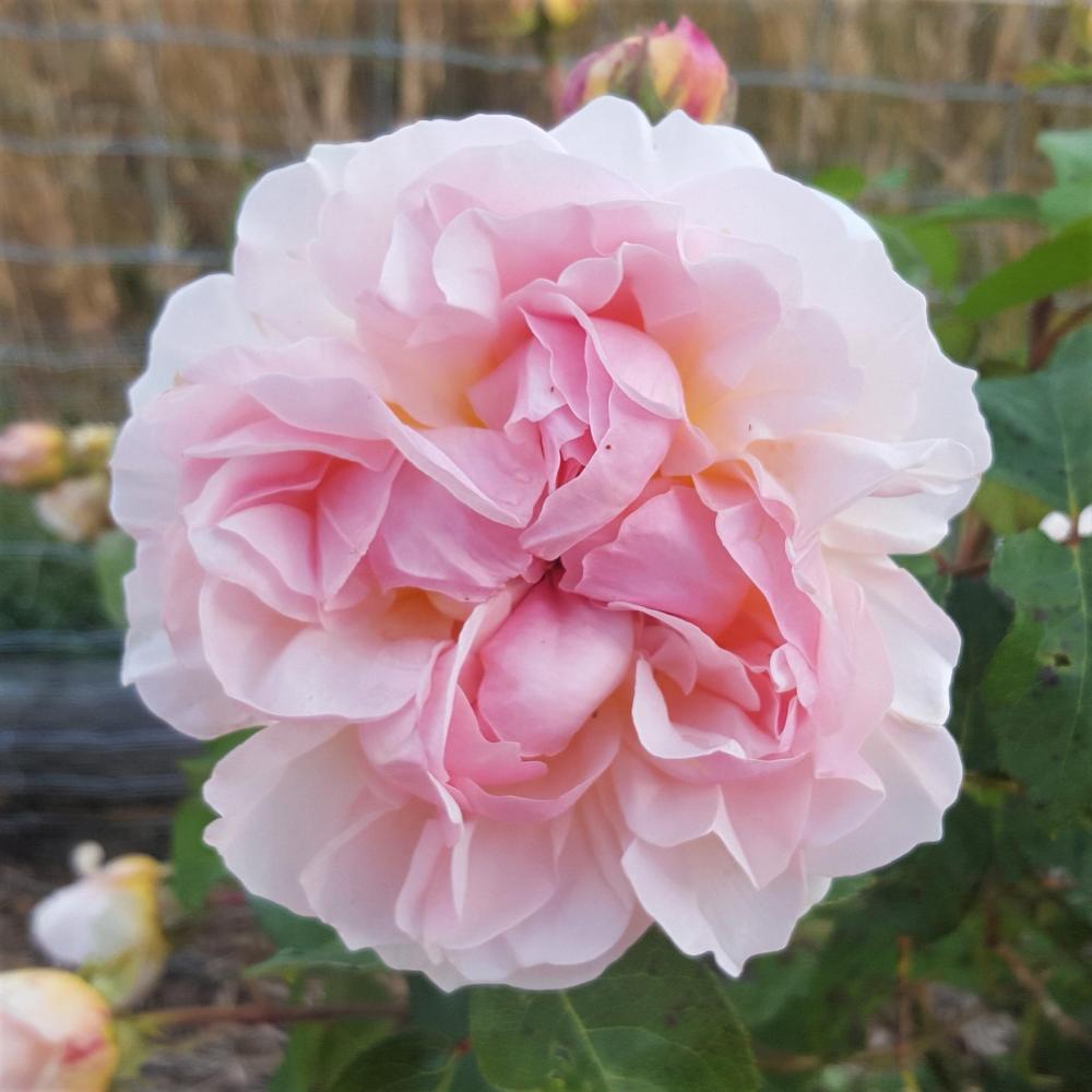 Photo of English Shrub Rose (Rosa 'Evelyn') uploaded by LolaTasmania