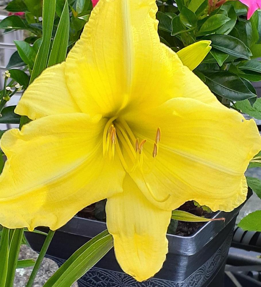 Photo of Daylily (Hemerocallis 'Harmony in Yellow') uploaded by Passionate4gardening