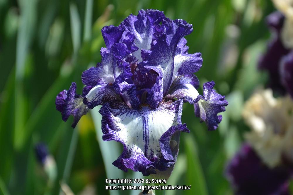 Photo of Tall Bearded Iris (Iris 'Rumor Has It') uploaded by Serjio