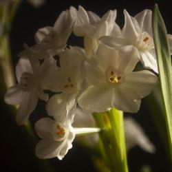 Location: Pennsylvania
Date: 2023-01-28
paperwhites blooming indoors in late January