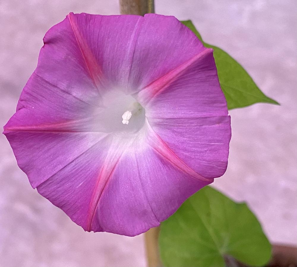 Photo of Common Morning Glory (Ipomoea purpurea) uploaded by Gerris2
