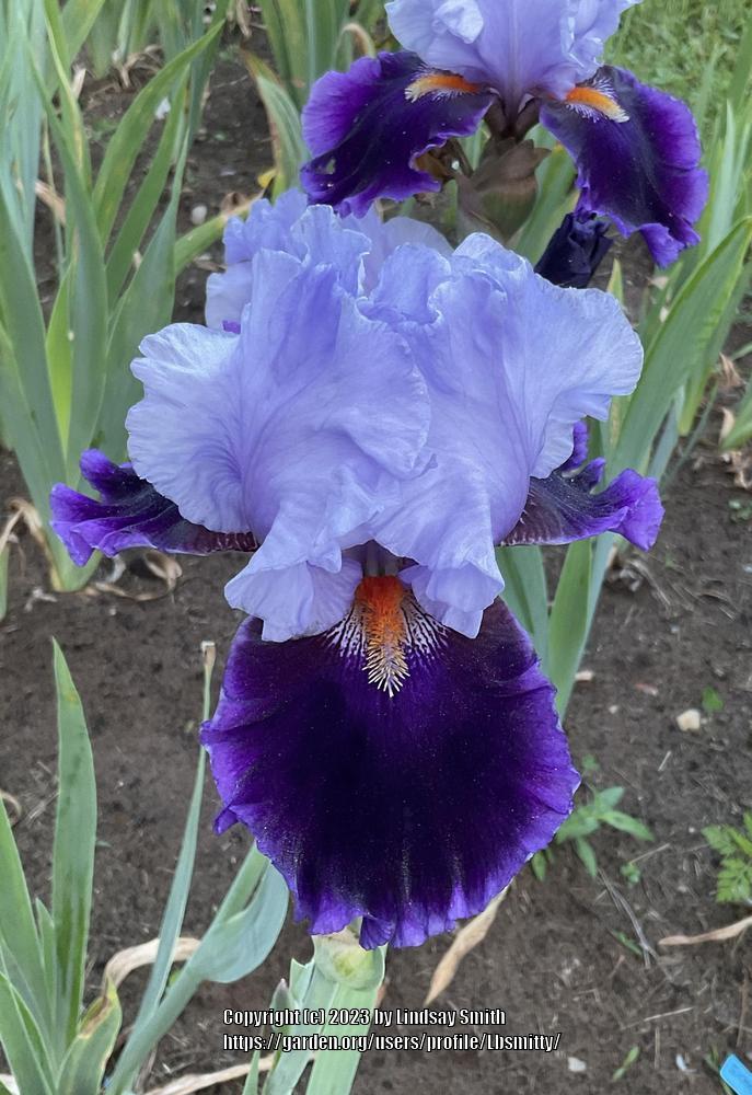 Photo of Tall Bearded Iris (Iris 'Magic Man') uploaded by Lbsmitty