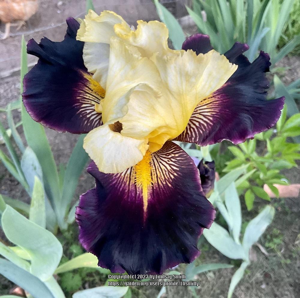 Photo of Tall Bearded Iris (Iris 'Lording It') uploaded by Lbsmitty