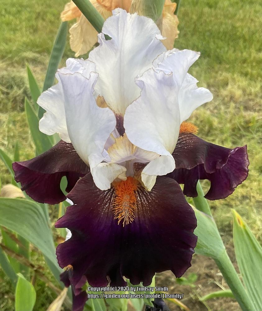 Photo of Tall Bearded Iris (Iris 'Connection') uploaded by Lbsmitty