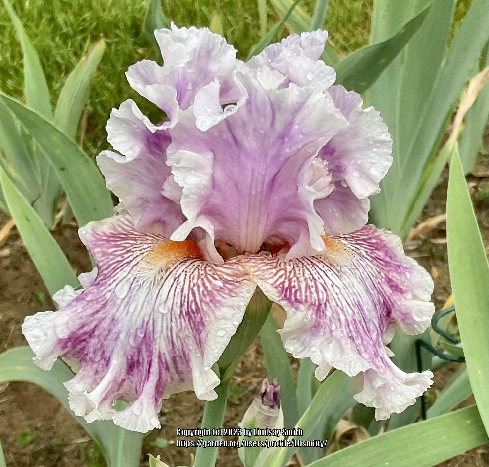 Photo of Tall Bearded Iris (Iris 'Die Laughing') uploaded by Lbsmitty