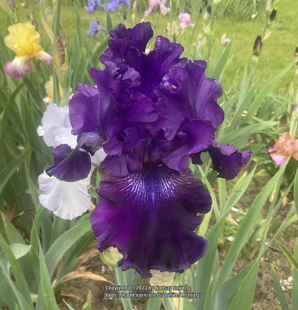 Photo of Tall Bearded Iris (Iris 'Hollywood Nights') uploaded by Lbsmitty