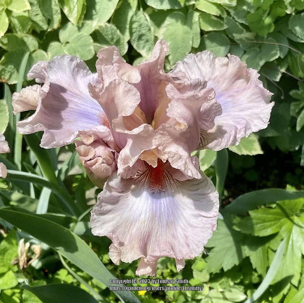 Photo of Tall Bearded Iris (Iris 'Neon at Dusk') uploaded by Lbsmitty