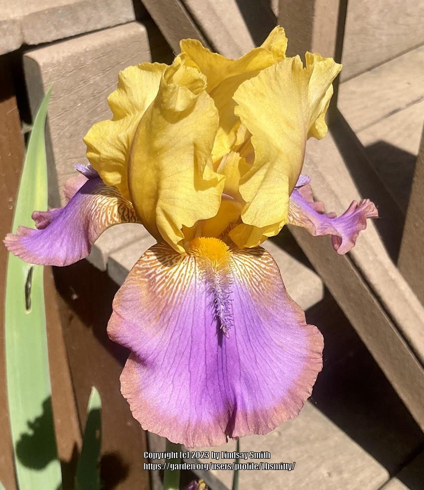 Photo of Tall Bearded Iris (Iris 'Gladys Austin') uploaded by Lbsmitty