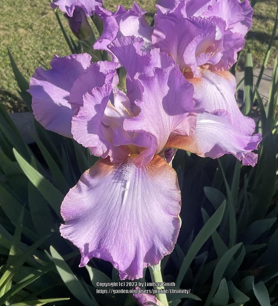 Photo of Tall Bearded Iris (Iris 'Amethyst Flame') uploaded by Lbsmitty
