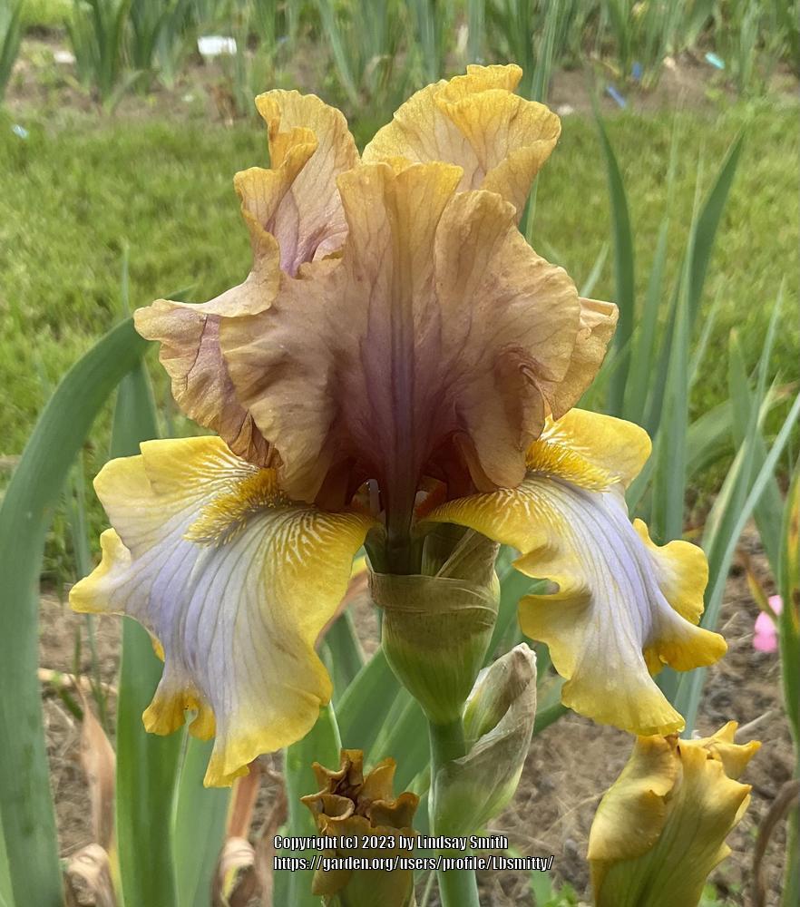 Photo of Tall Bearded Iris (Iris 'Mood Ring') uploaded by Lbsmitty