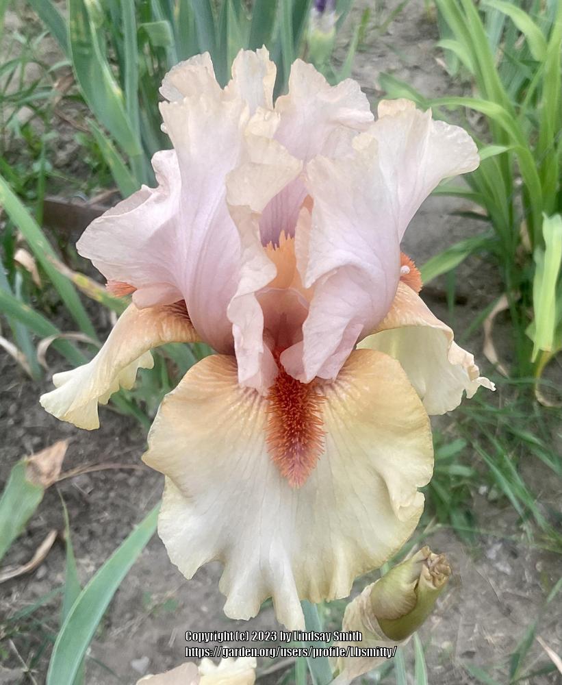 Photo of Tall Bearded Iris (Iris 'Tobacco Chew') uploaded by Lbsmitty