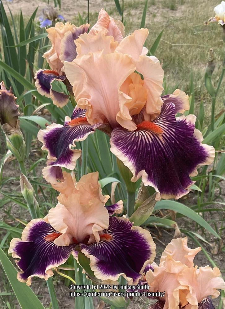 Photo of Tall Bearded Iris (Iris 'Reality Check') uploaded by Lbsmitty