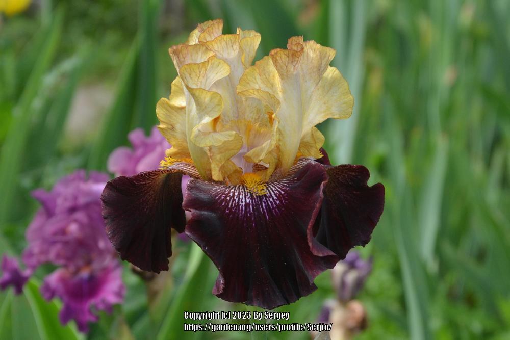 Photo of Tall Bearded Iris (Iris 'Rum and Coke') uploaded by Serjio