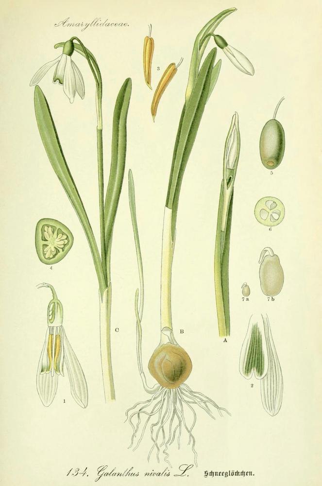 Photo of Snowdrop (Galanthus nivalis) uploaded by scvirginia