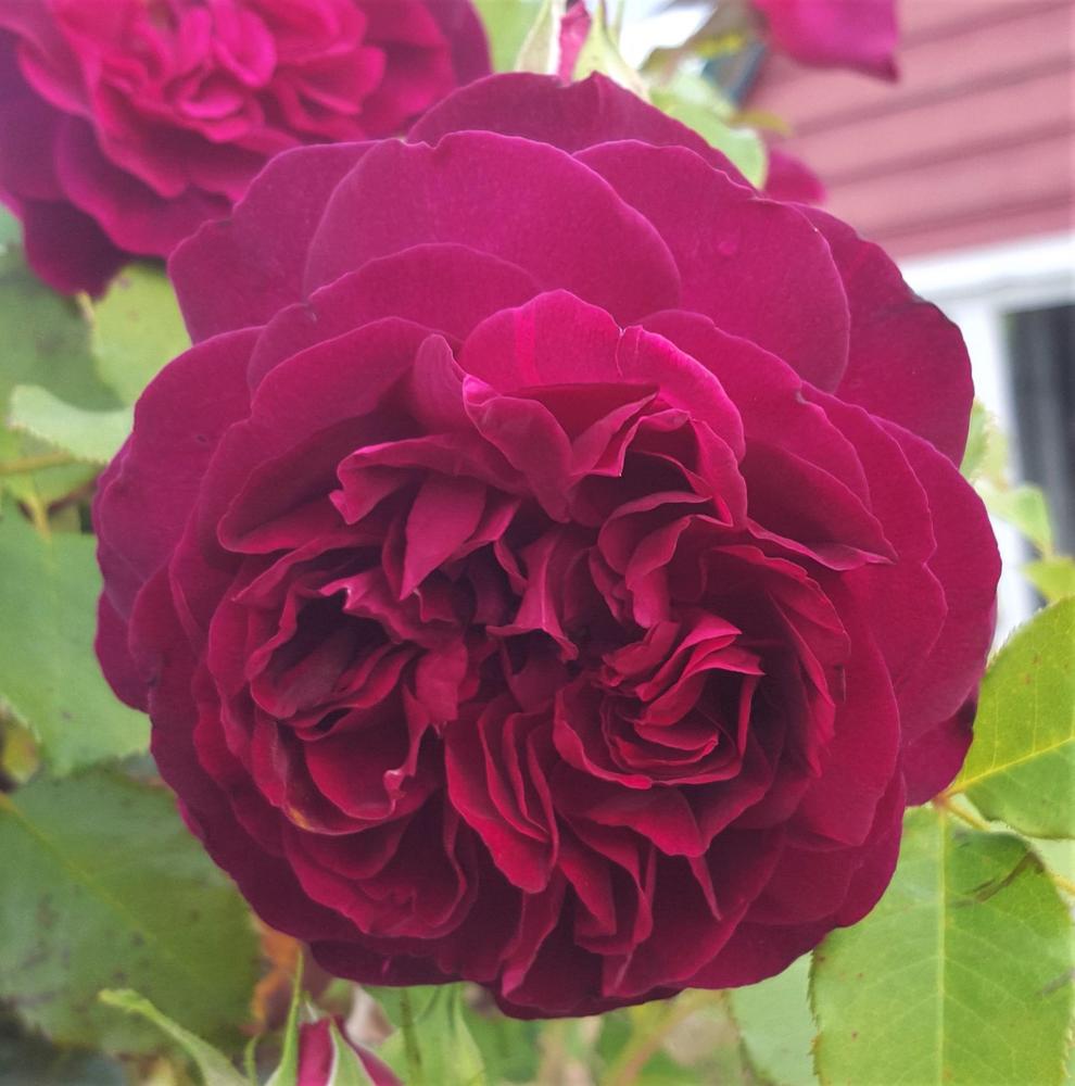 Photo of English Shrub Rose (Rosa 'Munstead Wood') uploaded by LolaTasmania