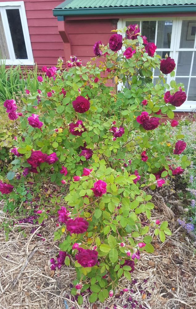Photo of English Shrub Rose (Rosa 'Munstead Wood') uploaded by LolaTasmania
