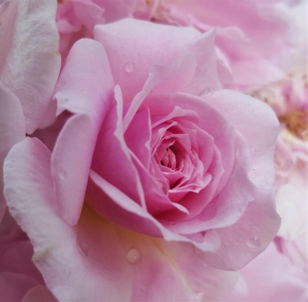 Photo of Rose (Rosa 'Renae') uploaded by LolaTasmania