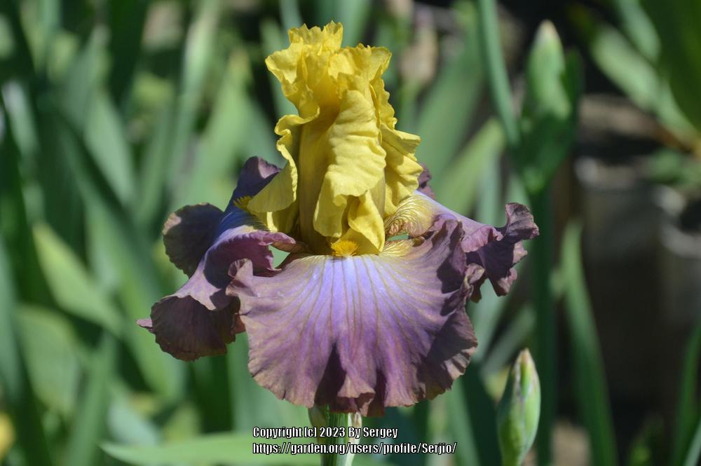 Photo of Tall Bearded Iris (Iris 'Room for Romance') uploaded by Serjio