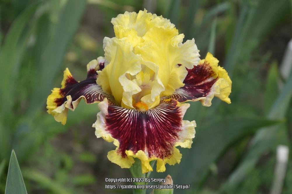 Photo of Tall Bearded Iris (Iris 'Rogue Trader') uploaded by Serjio