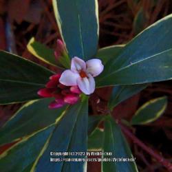 Location: Sandhills Horticultural Gardens Southern Pines, NC (Japanese garden)
Date: January 27, 2023
Winter Daphne #153 nn; LHB p. 716, 141-1-5, "Greek name of Laurus