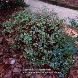 Location: Sandhills Horticultural Gardens Pinehurst, NC (Japanese garden)
Date: January 27, 2023
Winter Daphne #153 nn; LHB p. 716, 141-1-5, "Greek name of Laurus