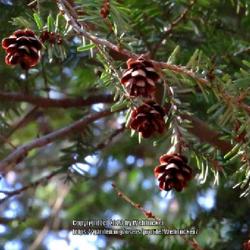 Location: Sandhills Horticultural Gardens Southern Pines, NC (Visitor center)
Date: January 27, 2023
Tsuga canadensis, Eastern Hemlock #363 & #156 nn; RAB p. 40, 16-3